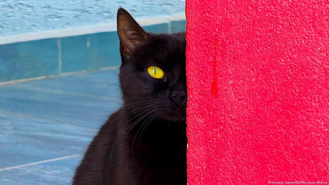 Arnavutluk'un başkenti Tiran'da sokak kedileri, şehir görüntüsünün önemli birer parçası durumunda Arnavutluk'un başkenti Tiran'da sokak kedileri, şehir görüntüsünün önemli birer parçası durumunda