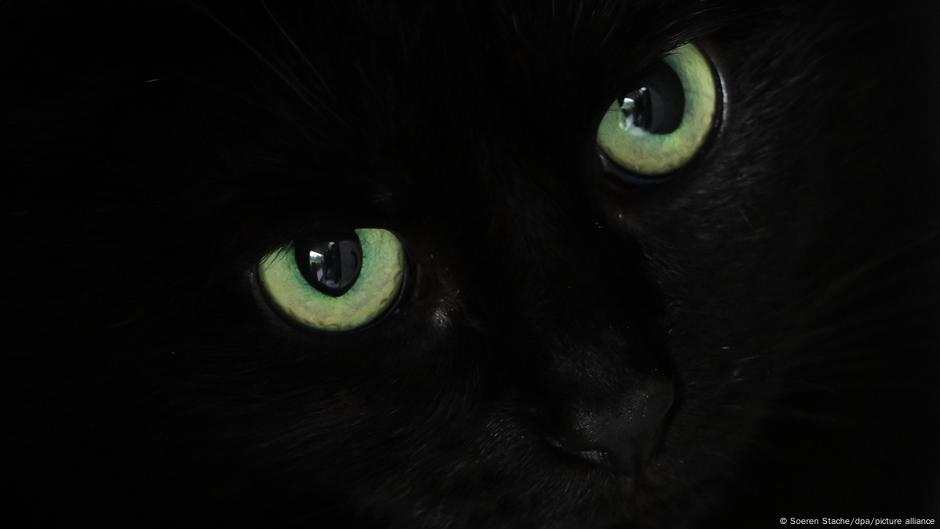 Crne mačke se i danas ređe usvajaju iz prihvatilišta