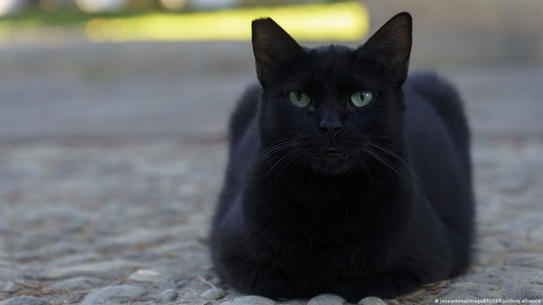İspanya'nın Malaga kentindeki bu kara kedi, yeşil gözleriyle hem gizemli hem de hafif ürpertici bir görünüme sahip İspanya'nın Malaga kentindeki bu kara kedi, yeşil gözleriyle hem gizemli hem de hafif ürpertici bir görünüme sahip
