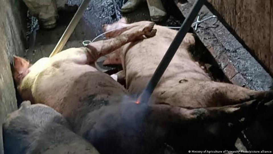 اسپین نے جمعہ کو تصدیق کی کہ کولسی ‌رولا پارک میں مردہ پائے جانے والے دو جنگلی سور وائرس سے متاثر تھے