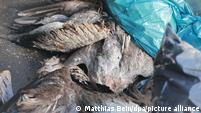 As bird flu spreads in Europe, farmers cull poultry stock