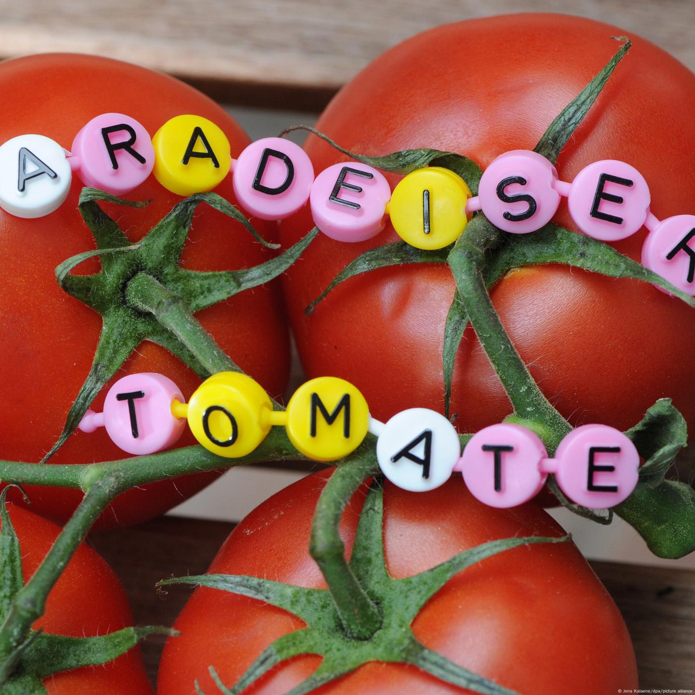 Das sprachliche Gewand Österreichs Das sprachliche Gewand Österreichs