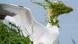 Un ganso con las alas abiertas y la cara cubierta por plantas Un ganso con las alas abiertas y la cara cubierta por plantas