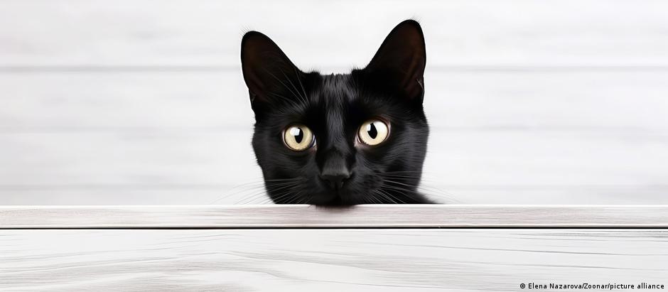 Mutações que causam câncer e são comuns em gatos e humanos foram identificadas como parte de um "oncogenoma" felino