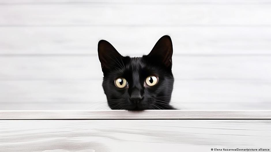 'Remarkable' new cat cancer genome could benefit humans