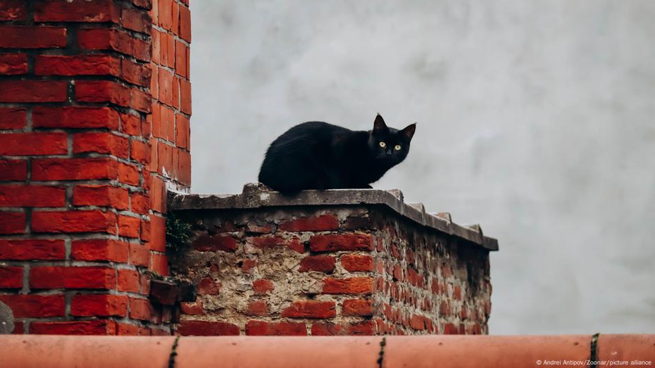 Crna mačka na jednom krovu u belgijskom Antverpenu