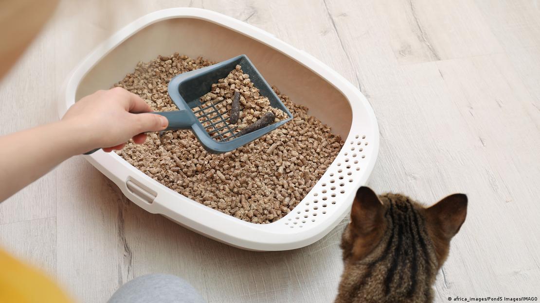 Al limpiar el arenero, nuestro olfato detecta moléculas aromáticas producidas por bacterias, no partículas sólidas. Al limpiar el arenero, nuestro olfato detecta moléculas aromáticas producidas por bacterias, no partículas sólidas.