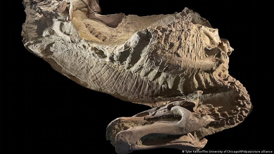 Dinosaurios "momia" revelan algo inesperado de su apariencia