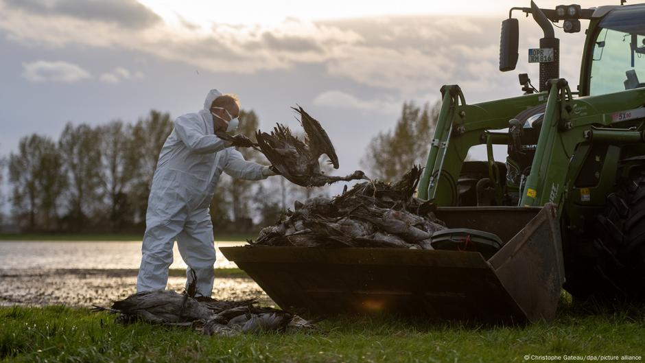 500,000 birds culled as flu spreads – DW – 10/27/2025 500,000 birds culled as flu spreads – DW – 10/27/2025