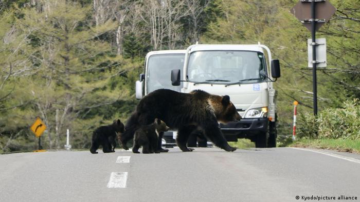 Japão em Alerta Máximo: Exército é Despachado para Combater Onda de Ataques de Ursos!