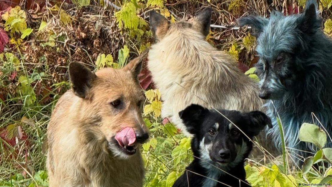 Cachorros em área de mato. Entre eles, um com pelagem azul Cachorros em área de mato. Entre eles, um com pelagem azul