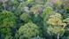 A view of trees in the Amazon rainforest A view of trees in the Amazon rainforest