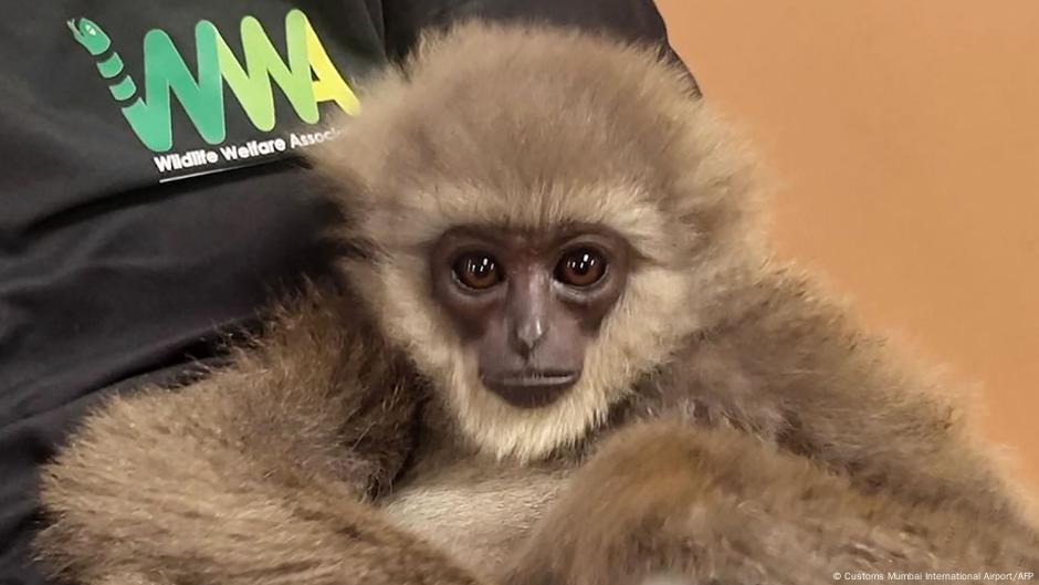 India: Exotic apes seized at Mumbai airport  DW  10/31/2025