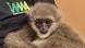 An Indian customs photo of a smuggled primate An Indian customs photo of a smuggled primate