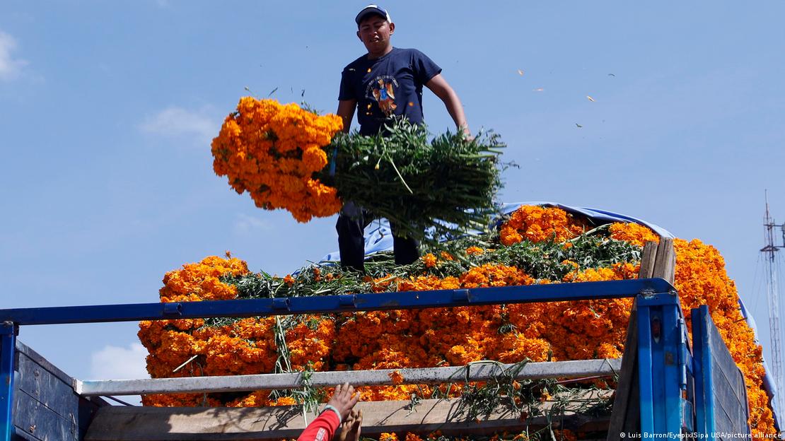 Agricultor transportando cempasúchil.