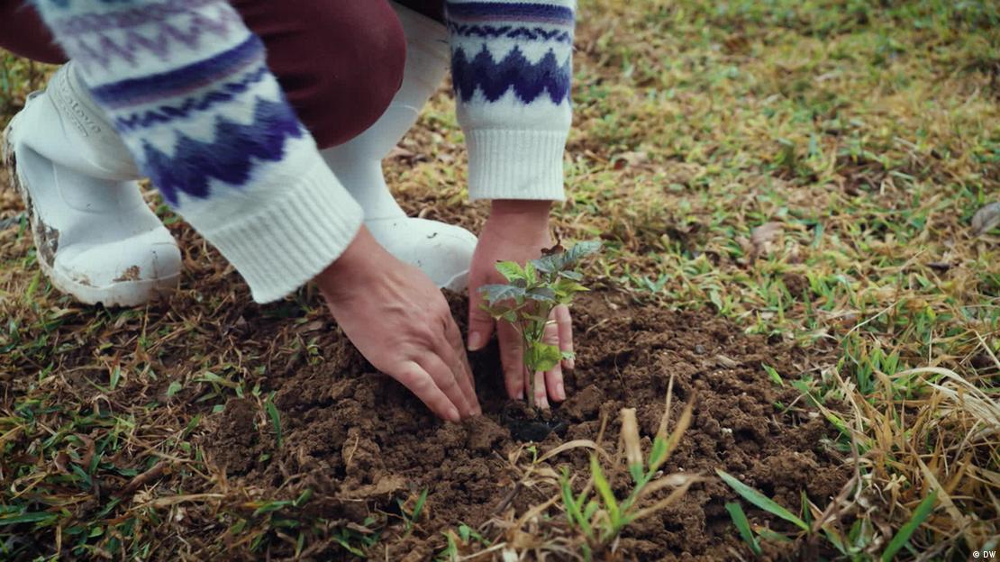 Mulher plantando árvore