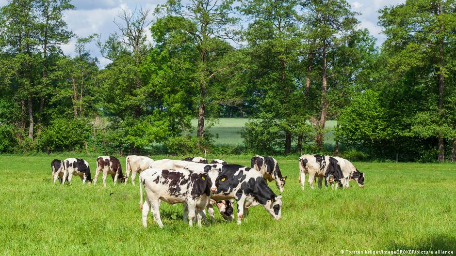 ST1 Niemieckie rolnictwo: Farmy umierają mimo wysokich cen