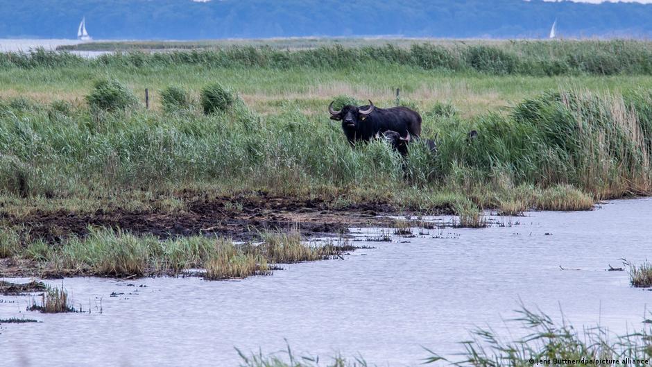 Vodeni bivo na nemačkom ostrvcetu Kos koje je vraćeno prirodi