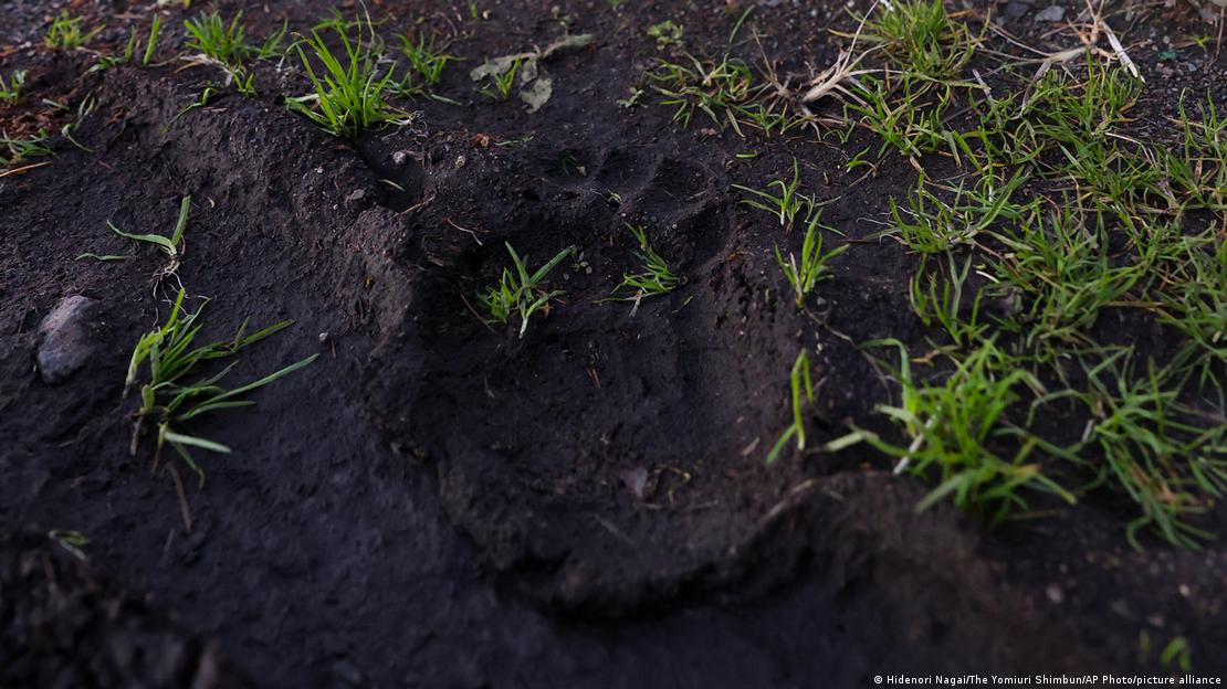 Akita bölgesindeki yerleşim bölgelerinde gözlemlenen ayı izleri.