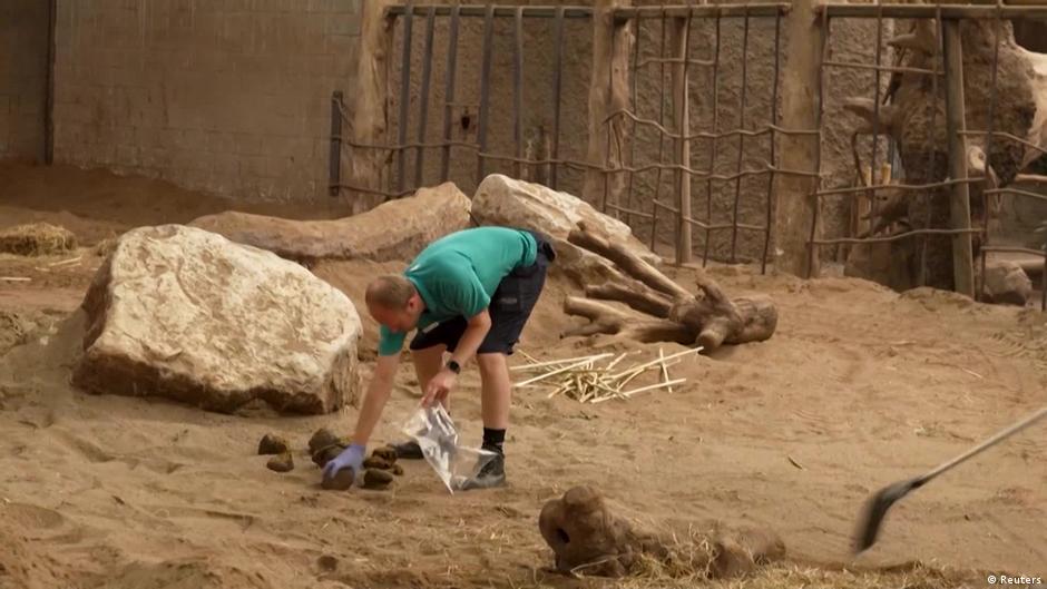 Poo Zoo: How animal dung could help save endangered species – DW – 11