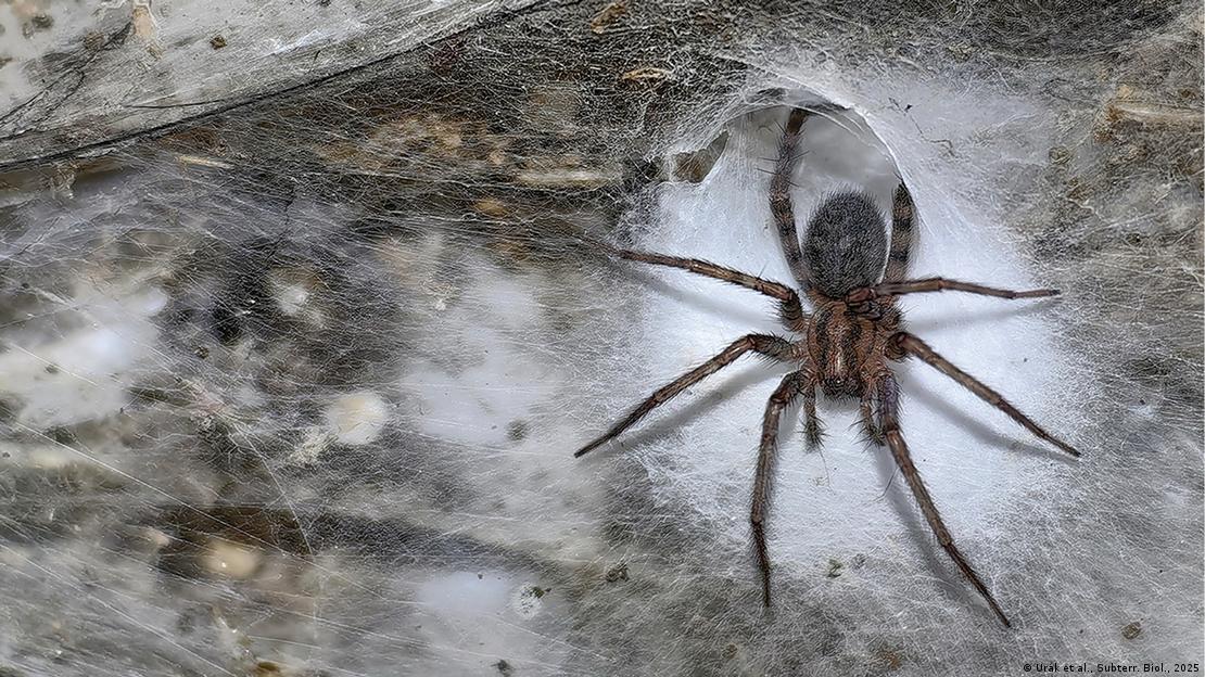 Una araña hembra junto a un túnel en forma de embudo. Una araña hembra junto a un túnel en forma de embudo.