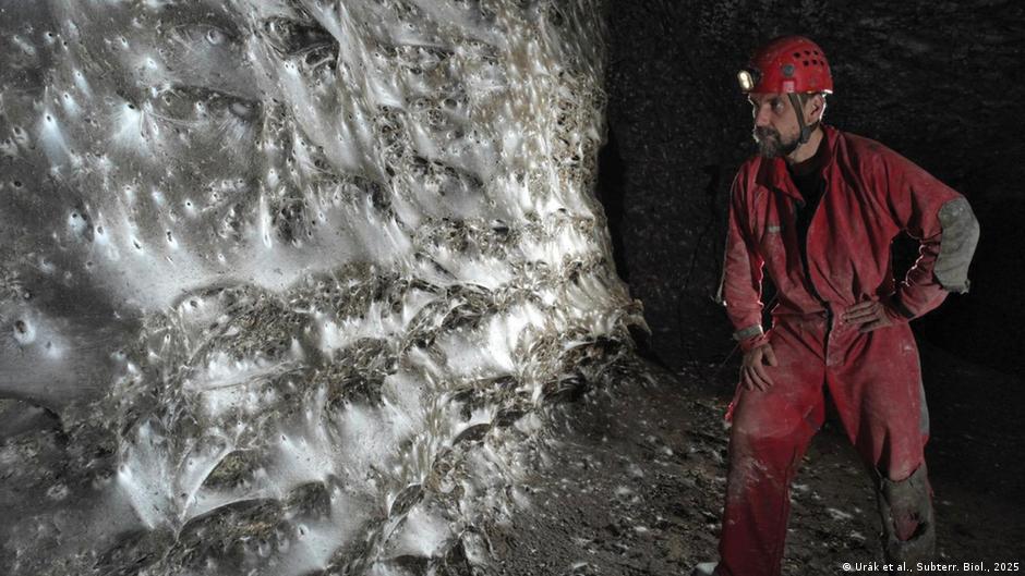 Científicos descubren increíble megaciudad de 111.000 arañas bajo tierra