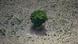 Un árbol solitario en el centro de un terreno baldío: foto simbólica de la conferencia sobre el clima (COP30) en Belem, Brasil Un árbol solitario en el centro de un terreno baldío: foto simbólica de la conferencia sobre el clima (COP30) en Belem, Brasil