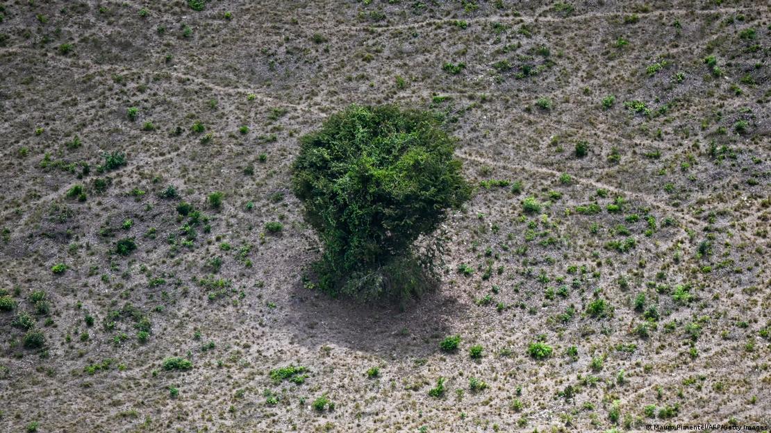 Árvore em meio a área desmatada