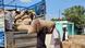 Men unload large sacks of sesame seeds off the bed of a truck in Sudan Men unload large sacks of sesame seeds off the bed of a truck in Sudan