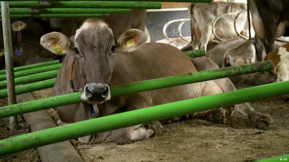 Waterbeds that cool cows and heat houses – DW – 11