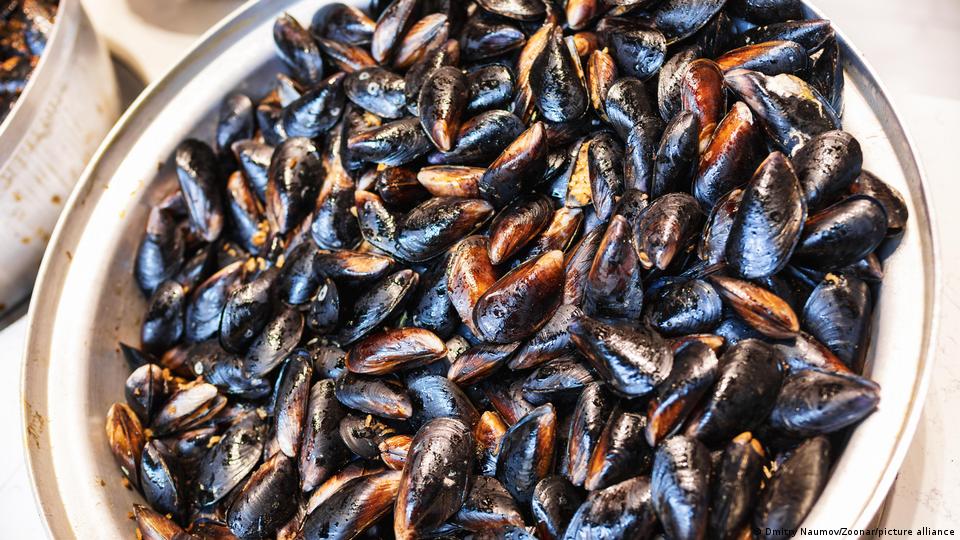 ترکی میں چاولوں سے بھرے مسلز یا صدفیں ایک پسندیدہ اسٹریٹ فوڈ ہے