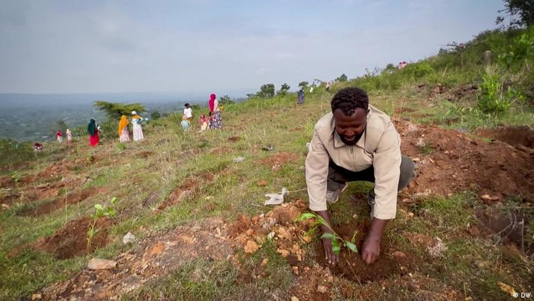 Ethiopia sets sights on greener future with massive tree-planting drive