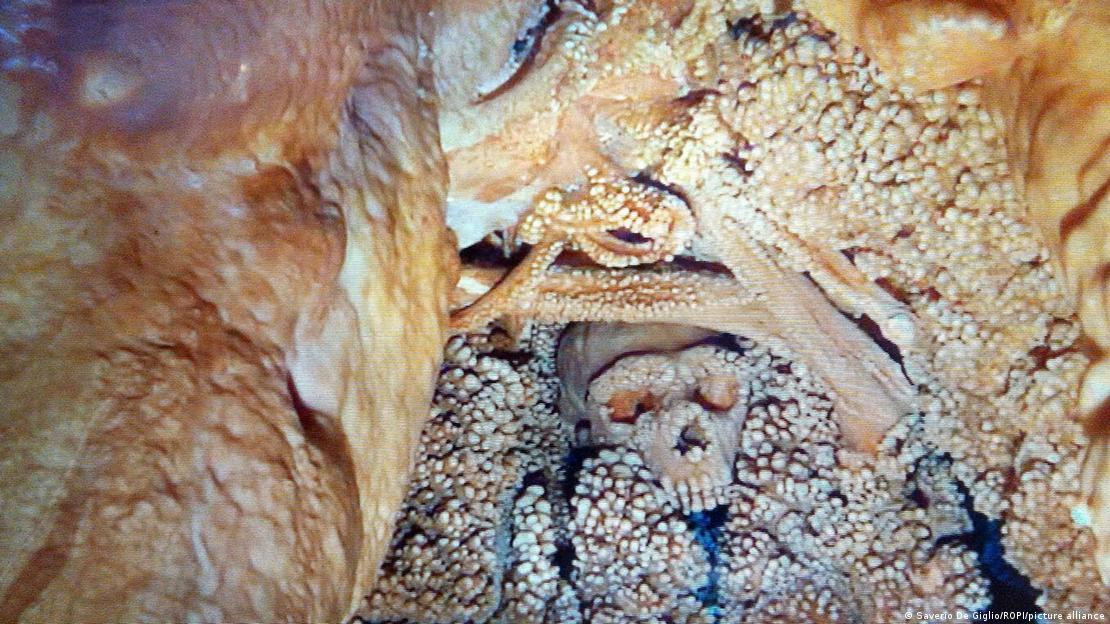 El cráneo del neandertal de Altamura fue descubierto en 1993 por espeleólogos que exploraban el sistema kárstico de Lamalunga, en el sur de Italia.