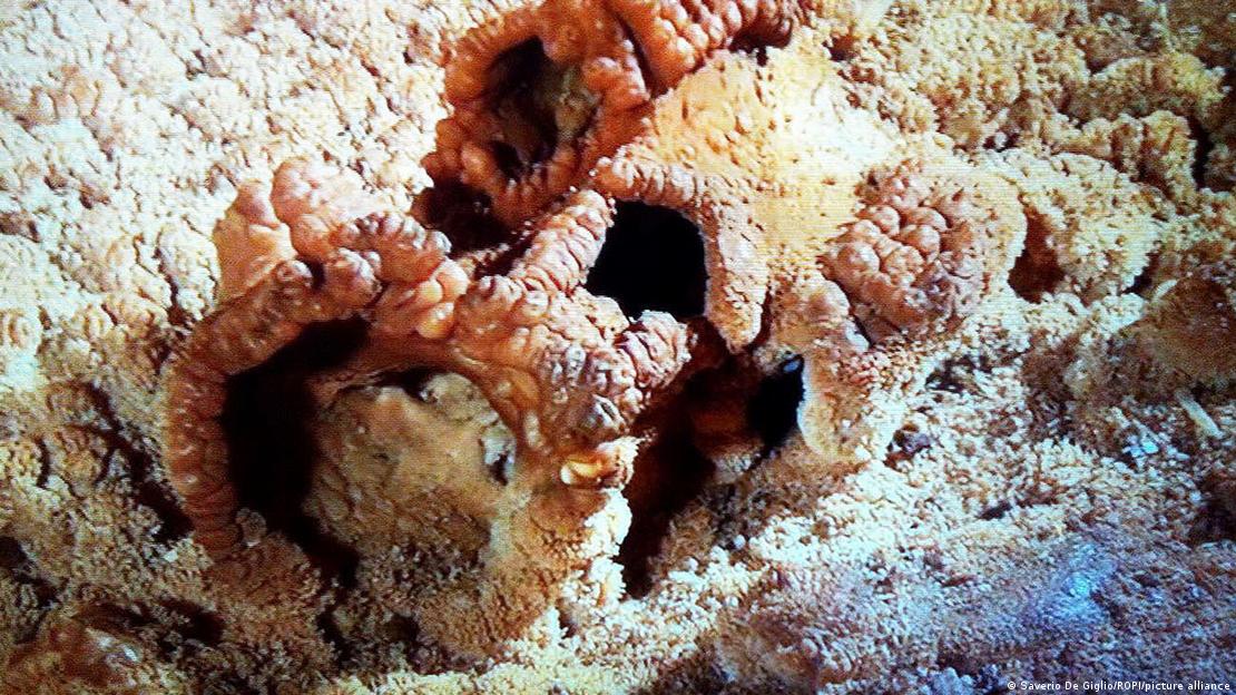 Un equipo de investigadores utilizó tecnología endoscópica de alta resolución para analizar por primera vez las estructuras internas de la nariz neandertal.