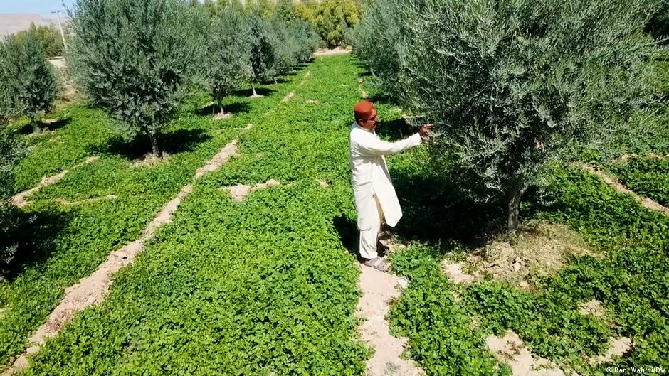 Pakistan — a new olive oil hub? – DW – 11