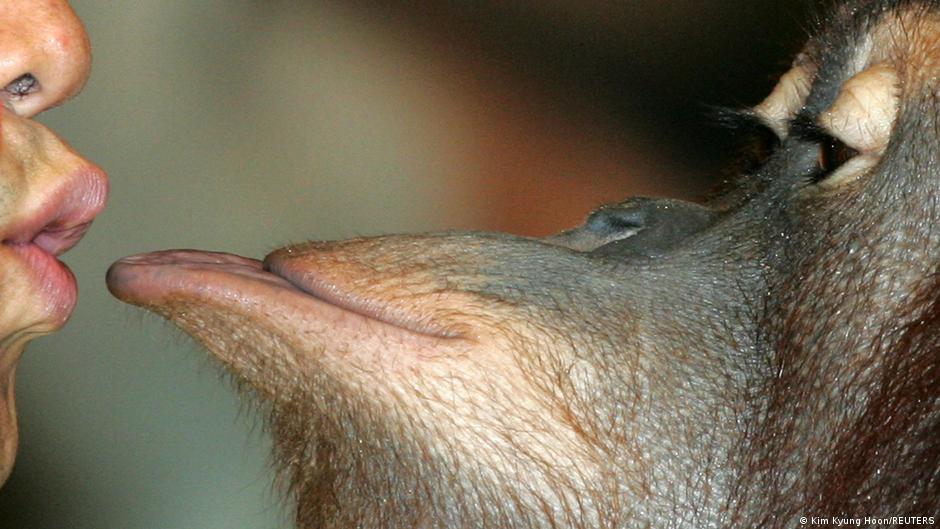 El primer beso ocurrió entre simios hace 21 millones de años