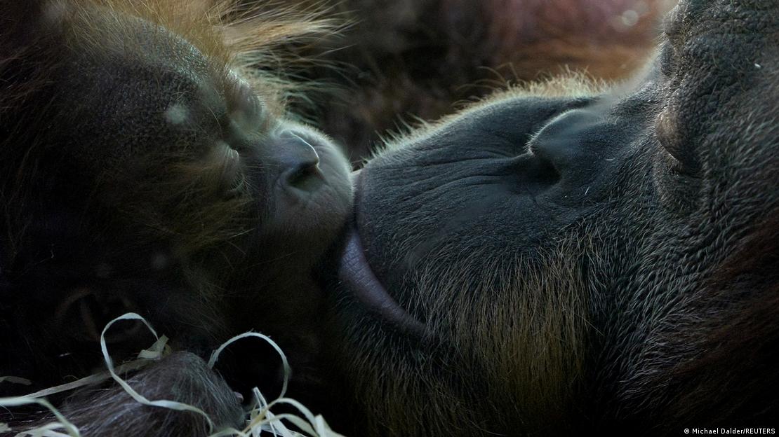 Beso entre madre e hija de orangután.