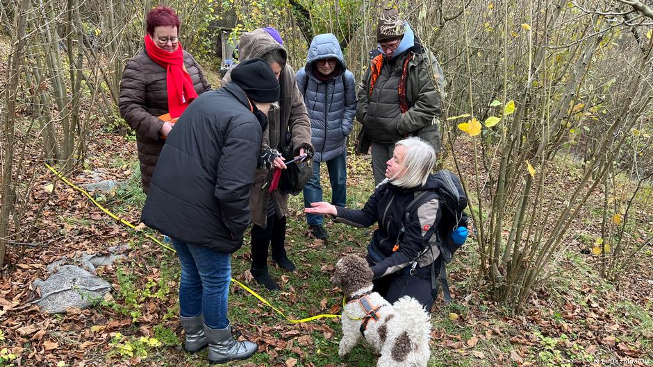 Де і як у Німеччині можна знайти гриб на вагу золота? – DW – 08.12.2025