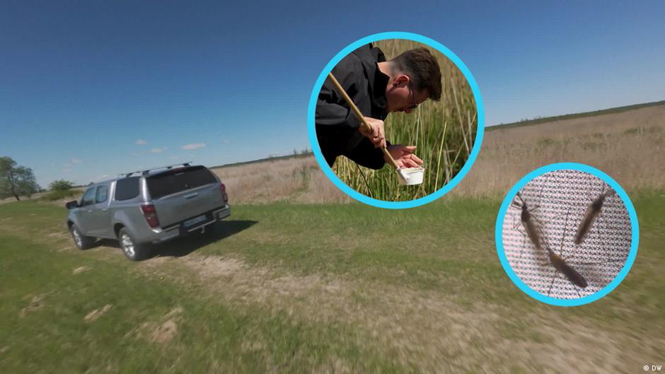 Mosquitoes: How restored peatlands could be a threat – DW – 11