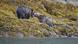 A pair of grizzly bears square up to fight in the Great Bear Rainforest, British Columbia, Canada on 12 February, 2025 A pair of grizzly bears square up to fight in the Great Bear Rainforest, British Columbia, Canada on 12 February, 2025