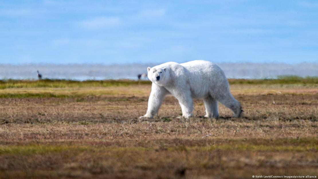 Oso polar caminando sobre una llanura sin hielo en Canadá.
