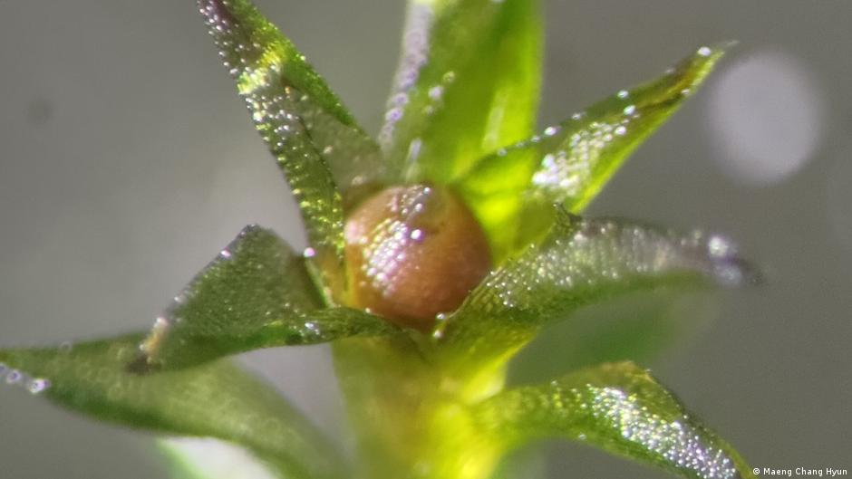 Este musgo sobrevivió durante nueve meses en el espacio