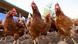 Uruguay restringio los movimientos de aves, la suspensión de eventos avícolas y reforzó las medidas de bioseguridad en todo el territorio. (Archivo) Uruguay restringio los movimientos de aves, la suspensión de eventos avícolas y reforzó las medidas de bioseguridad en todo el territorio. (Archivo)