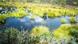 A restored wetland with grassy pools in the Solling forest, Germany.