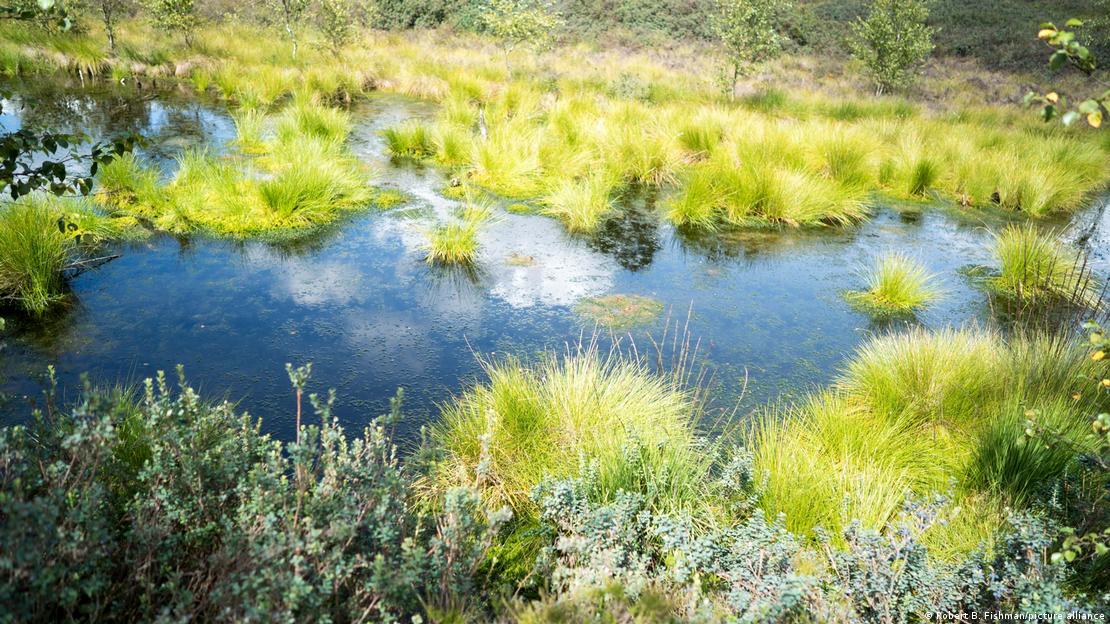 A restored wetland with grassy pools in the Solling forest, Germany. A restored wetland with grassy pools in the Solling forest, Germany.