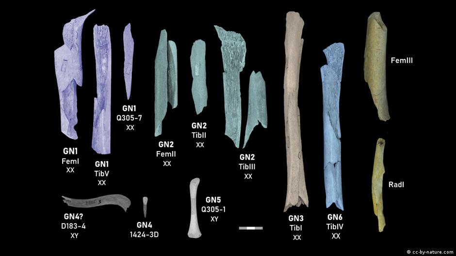 Smatra se da ove kosti potiču od žena i dece koji su iskasapljeni i pojedeni