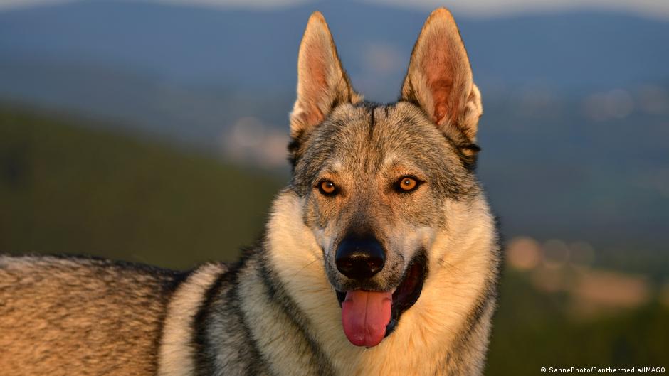 La mayoría de los perros, incluso los chihuahuas, tienen algo de ADN de lobo