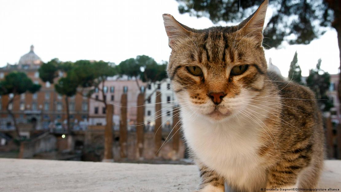 El ejército romano dispersó gatos domésticos por Europa a través de sus campamentos militares, como reveló el análisis genético de restos felinos antiguos.