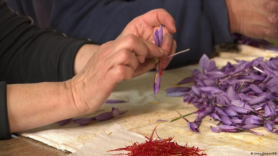 Italy: saffron harvest in Abruzzo – DW – 12