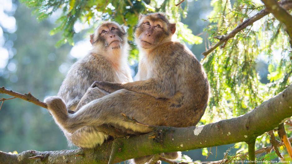 Monos aprenden a seguir el ritmo de los Backstreet Boys en experimento